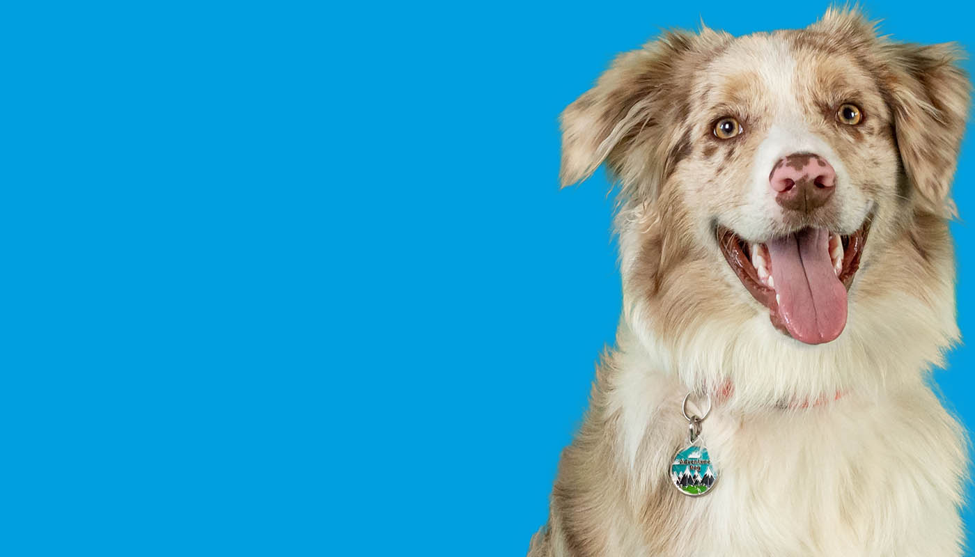 Picture of a smiling dog in front of a bright blue background